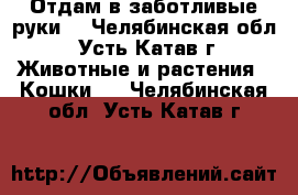 Отдам в заботливые руки! - Челябинская обл., Усть-Катав г. Животные и растения » Кошки   . Челябинская обл.,Усть-Катав г.